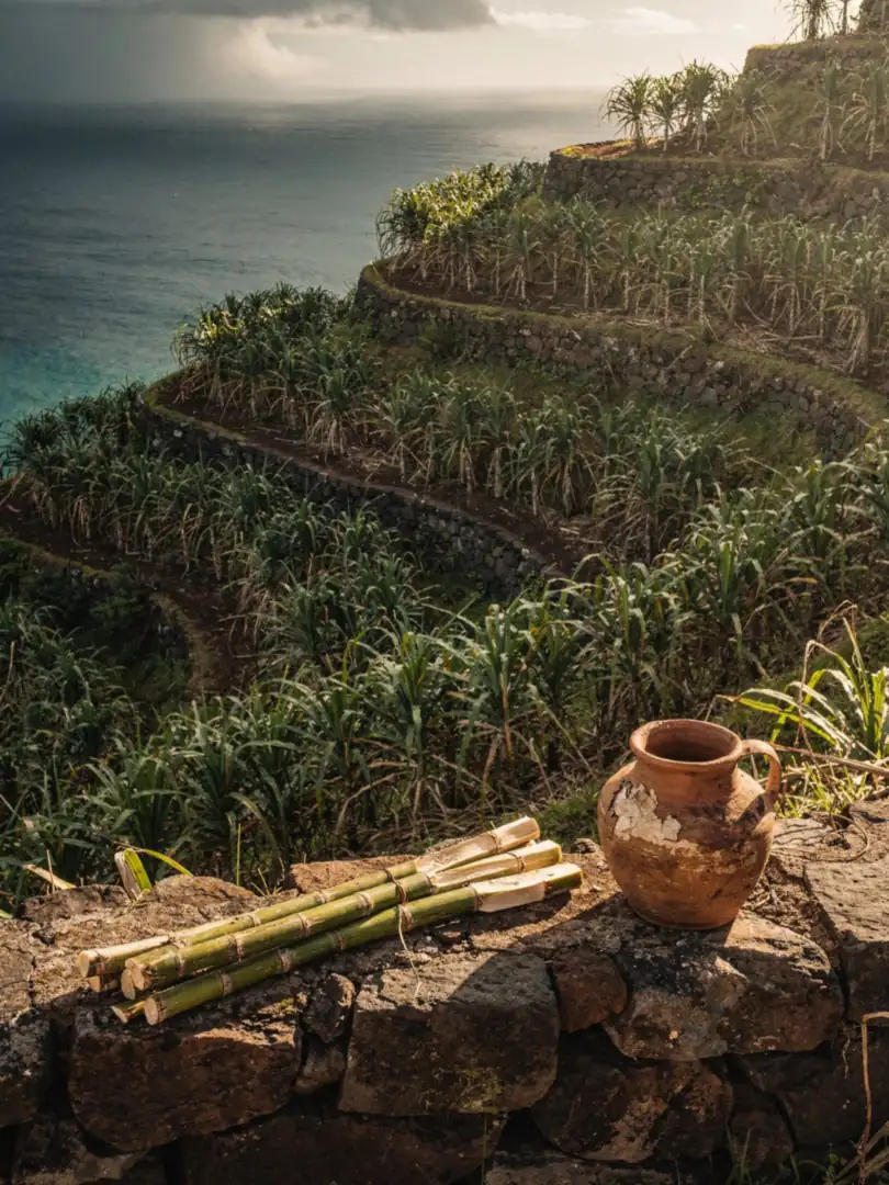 Where Does Rum Come From? From Asia via Madeira to Barbados