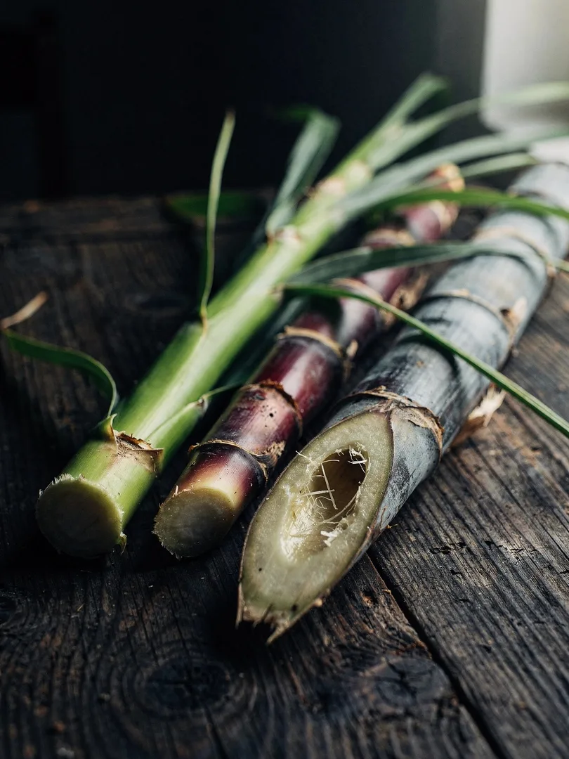 What is sugar cane? Plant, varieties, and breeding