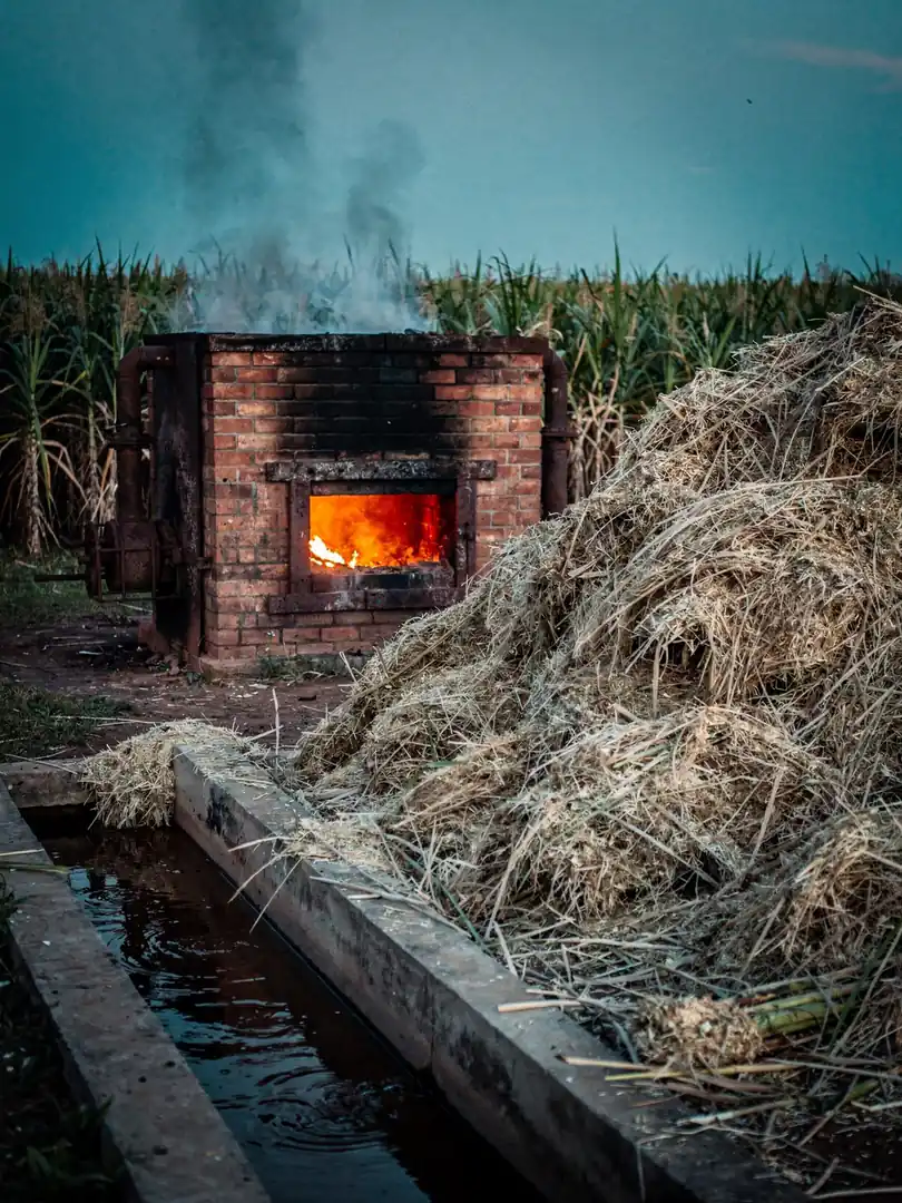 Bagasse, Vinasse, Wasser: Wie umweltfreundlich ist Rum?
