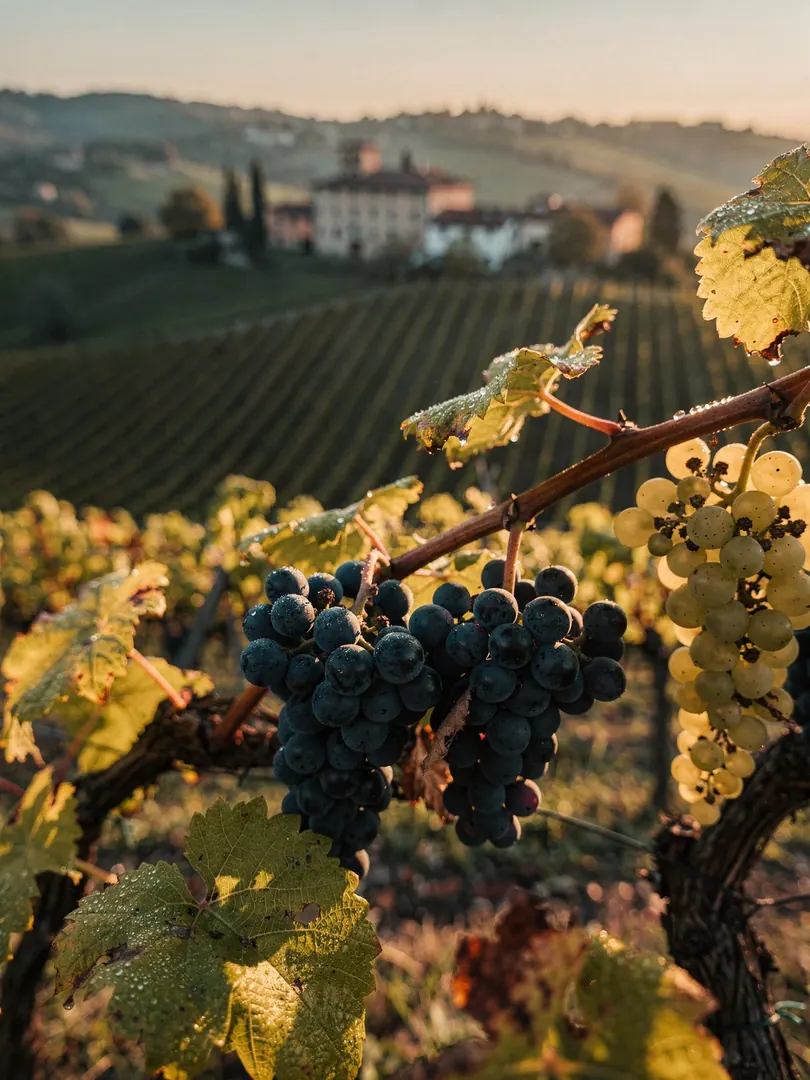 Grape Varieties in the region Alta Langa