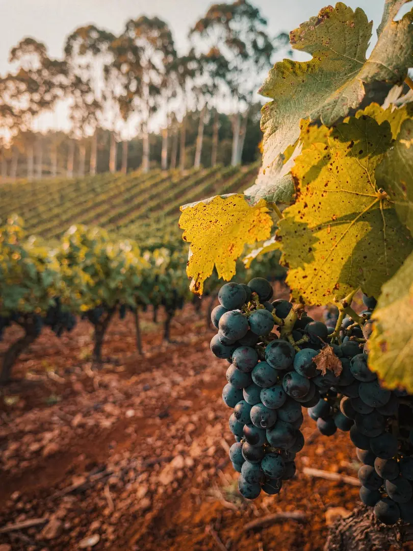 Grape Varieties in the region Bairrada & Anadia