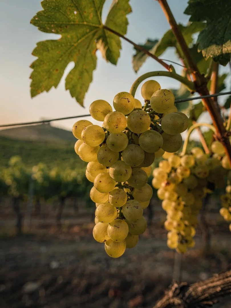 Grape Varieties in the region Bordeaux & Gaillac