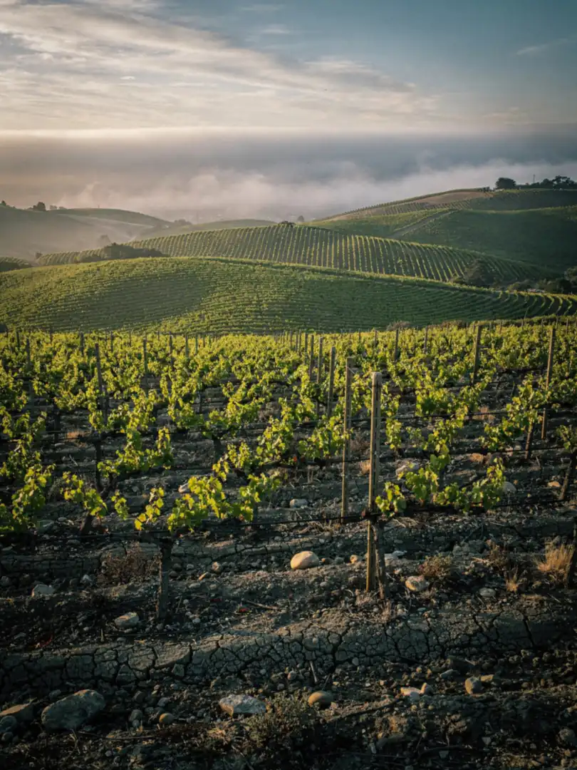 Boden & Klima in der Region Carneros & Napa
