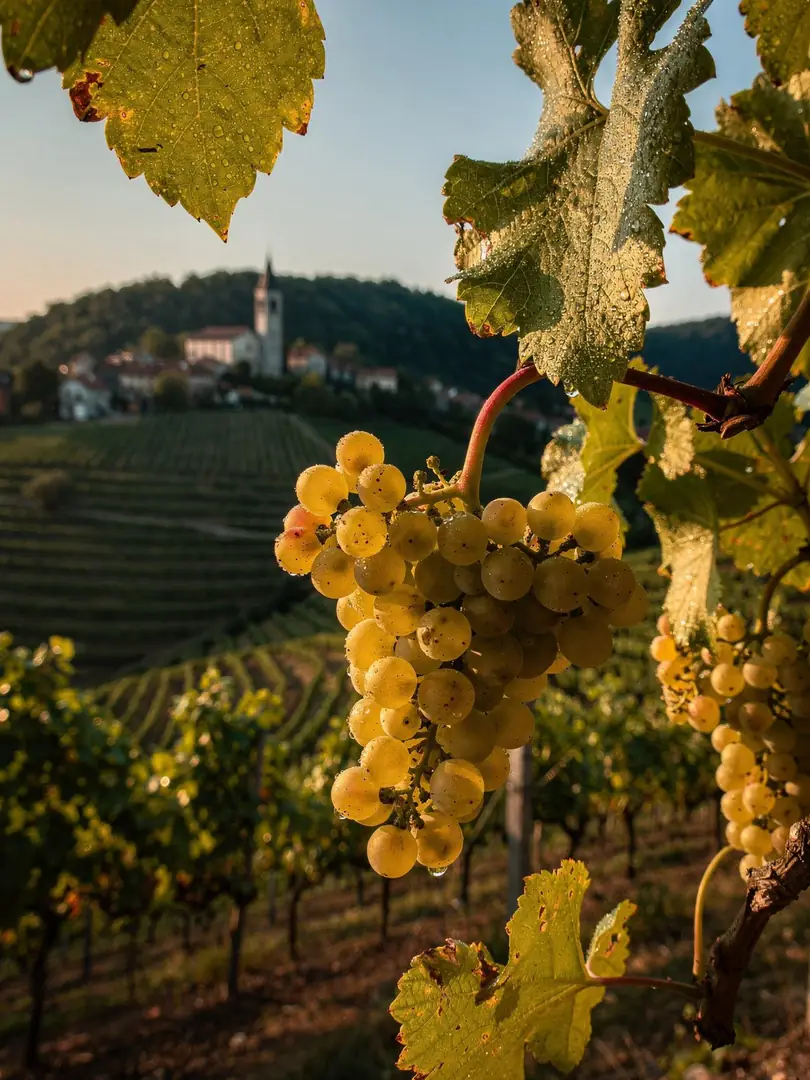 Grape Varieties in the region Conegliano & Valdobbiadene