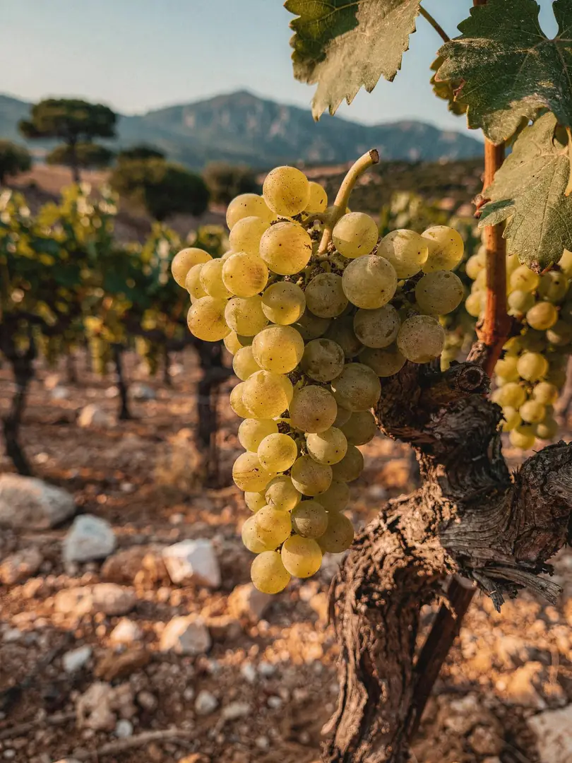 Rebsorten in der Region Corpinnat & Clàssic Penedès