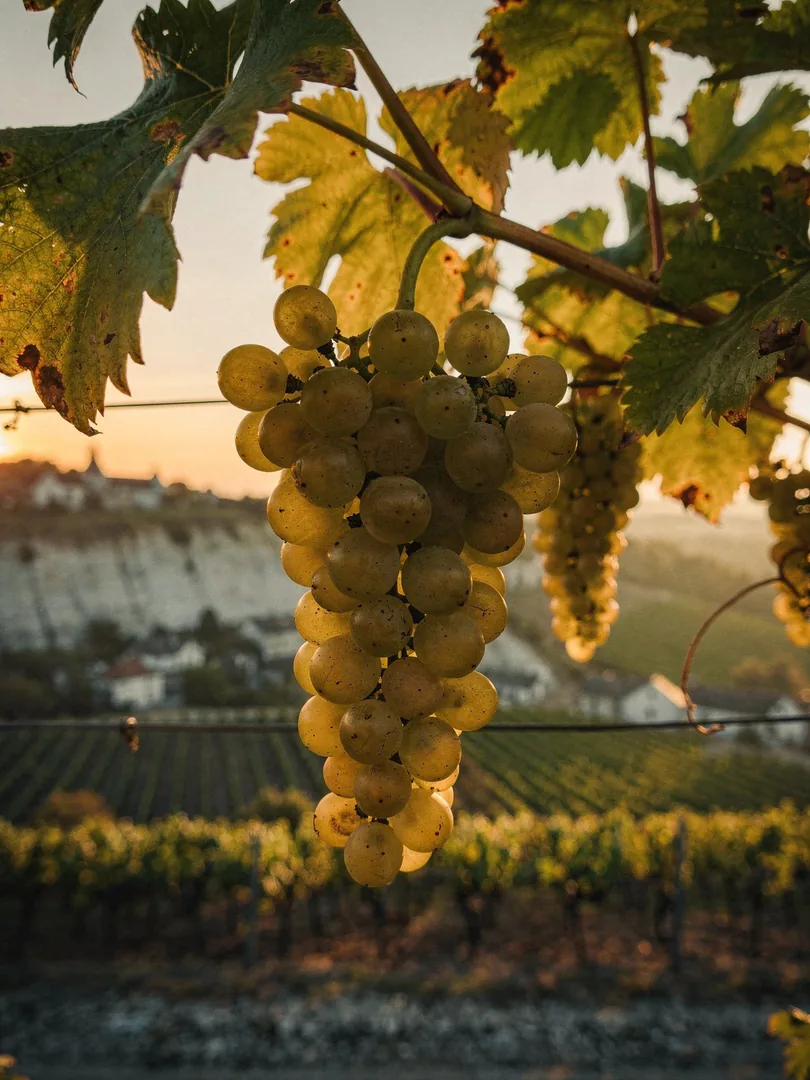 Grape Varieties in the region Côte des Blancs