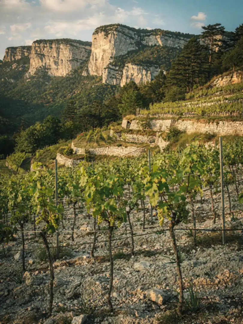 Boden & Klima in der Region Die & Clairette de Die