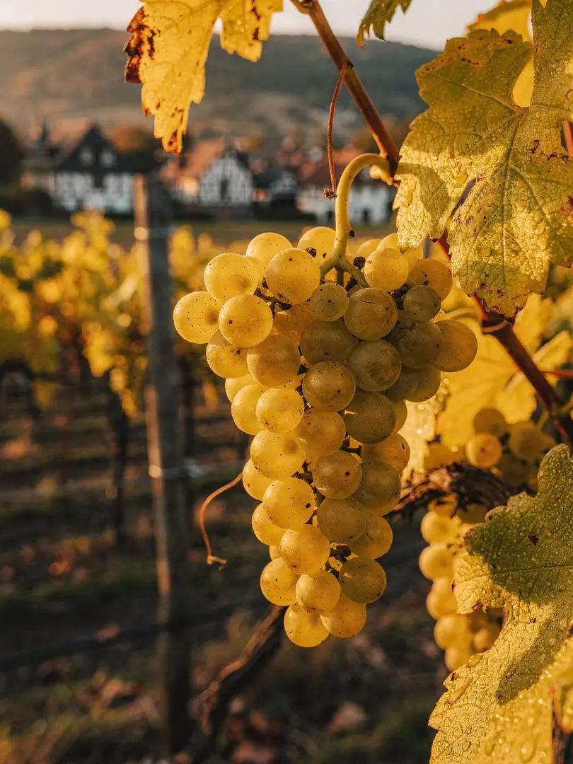 Rebsorten in der Region Elsass & Crémant d’Alsace