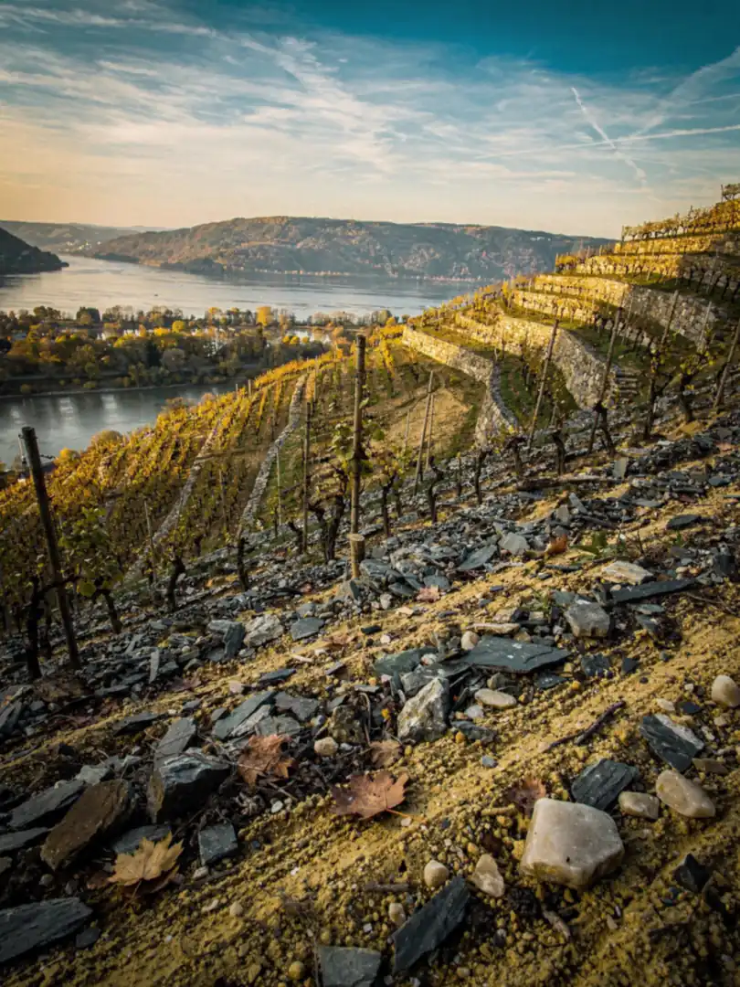 Soil & Climate in the region Eltville & Rheingau