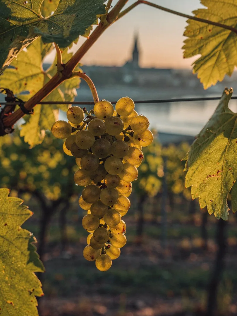 Grape Varieties in the region Eltville & Rheingau