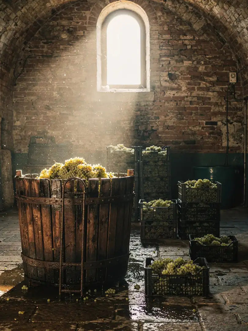 Base Wine & Cuvée in the region Franciacorta