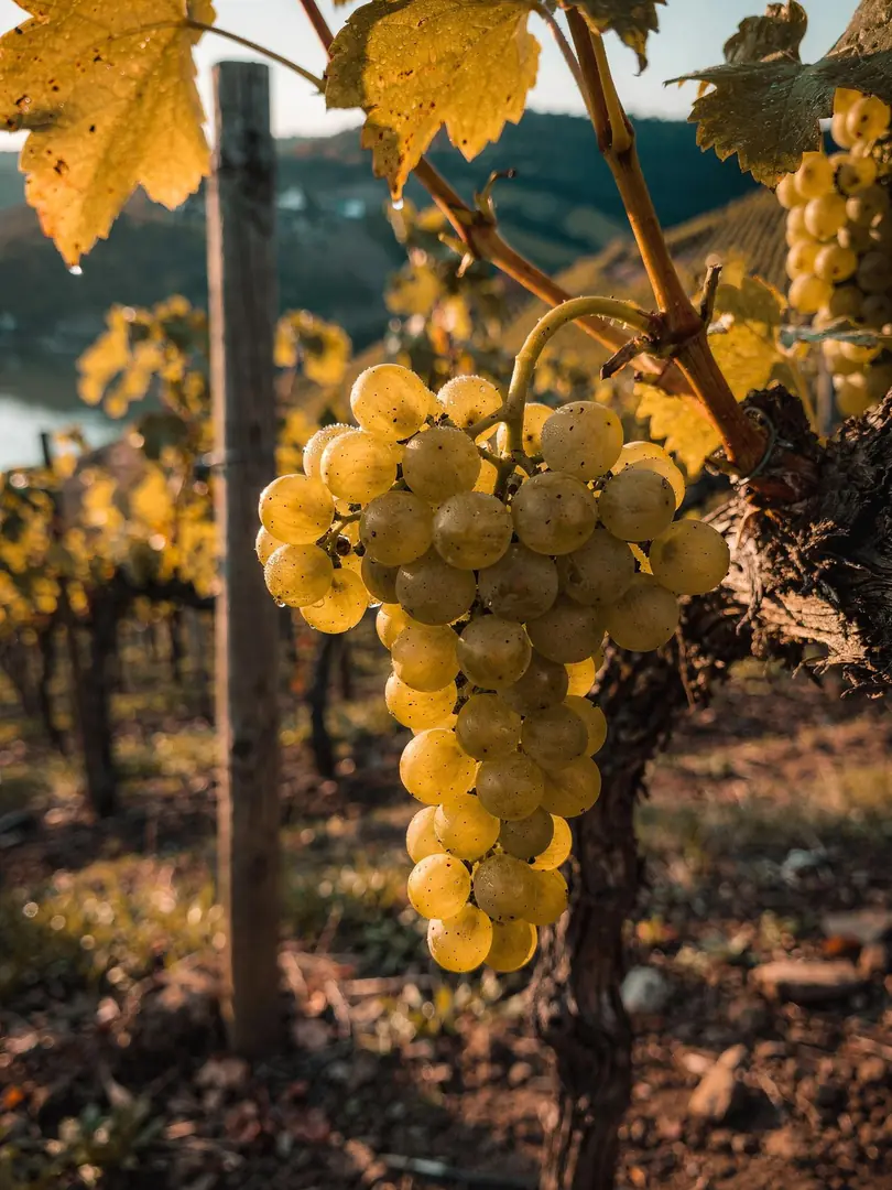 Grape Varieties in the region Freyburg & Saale-Unstrut