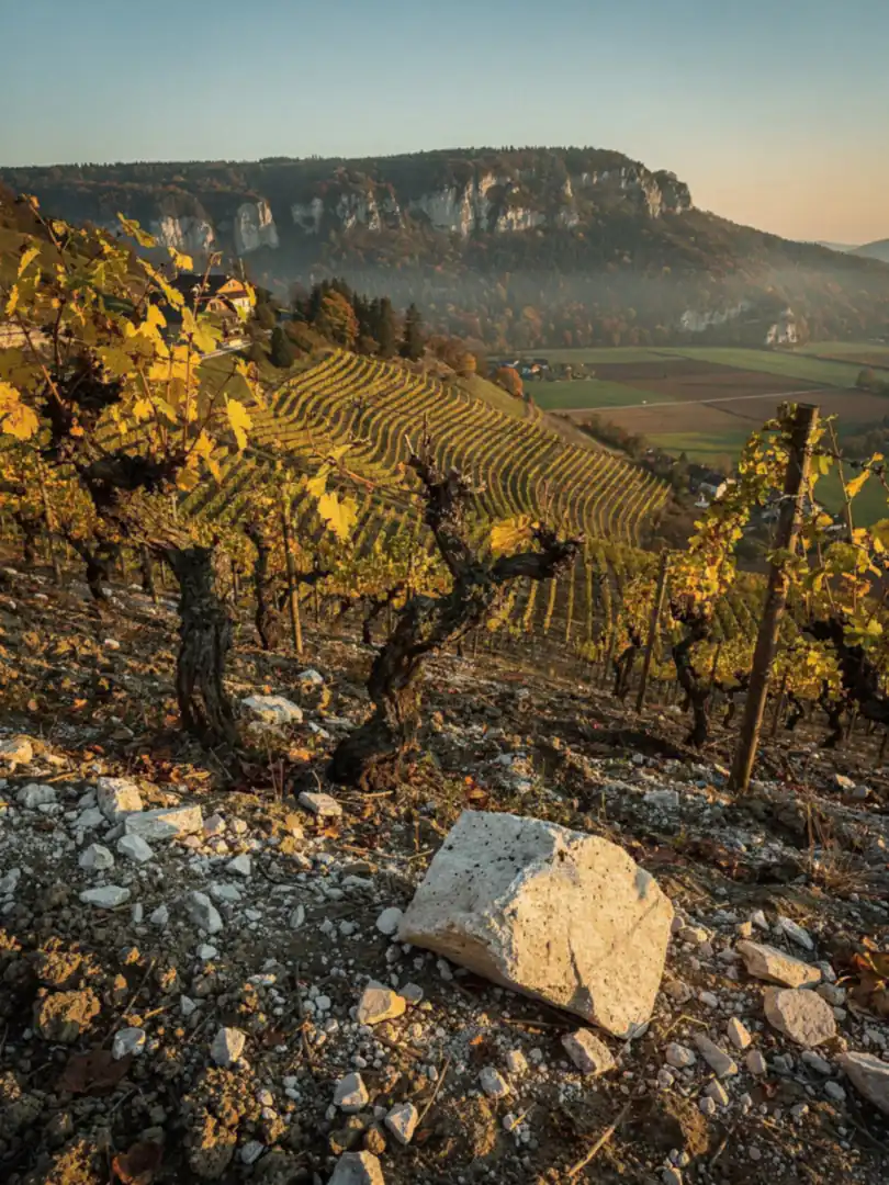 Soil & Climate in the region Jura & Savoie