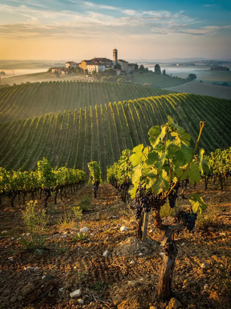 Boden & Klima in der Region Lambrusco