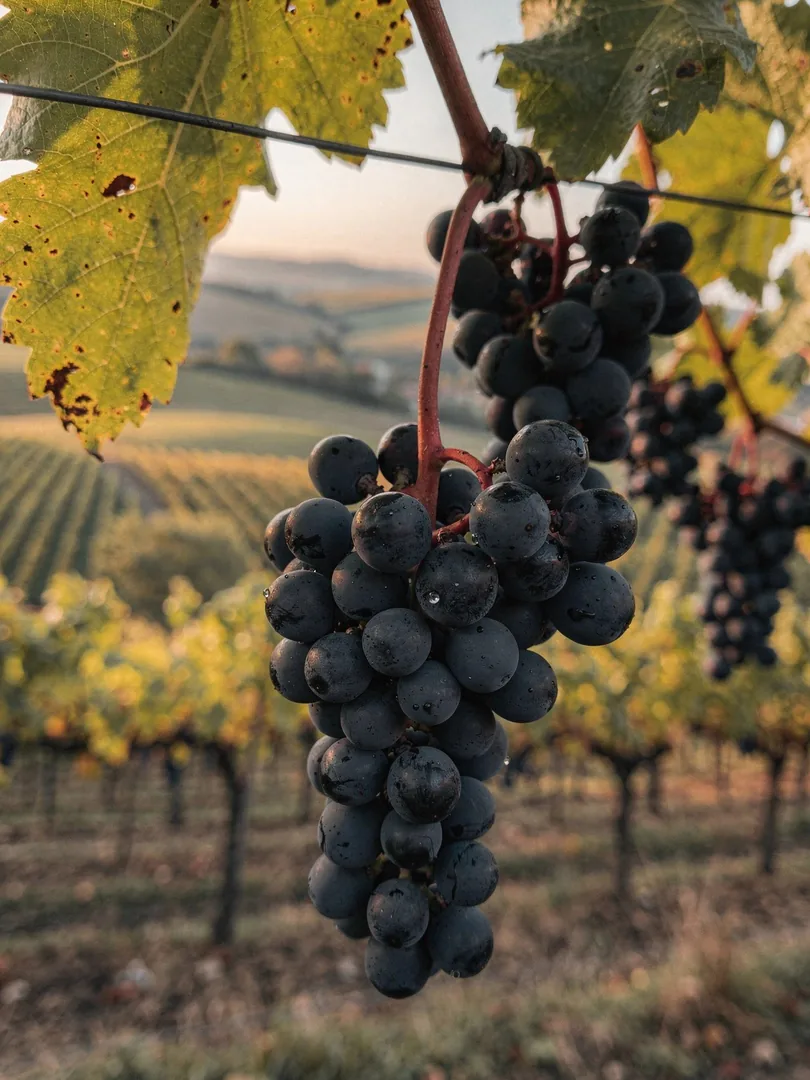 Grape Varieties in the region Lambrusco