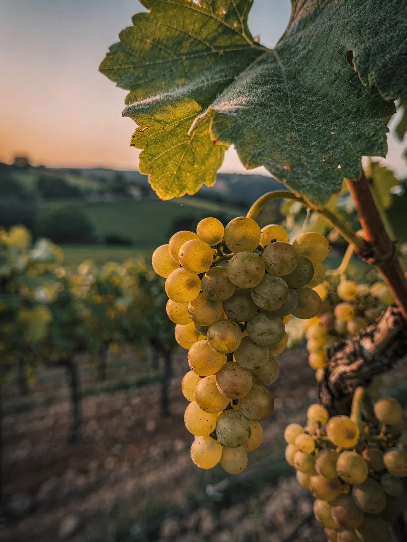 Rebsorten in der Region Limoux