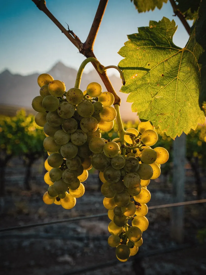 Grape Varieties in the region Mendoza & Uco