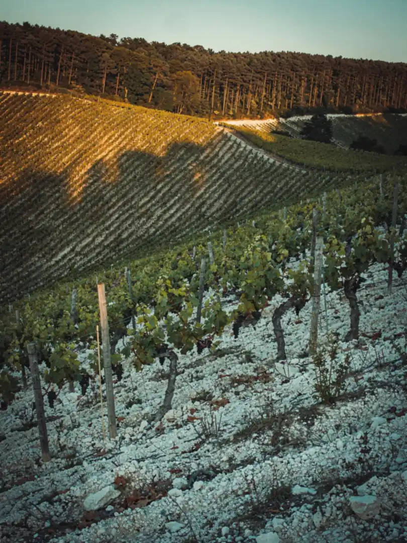 Boden & Klima in der Region Montagne de Reims