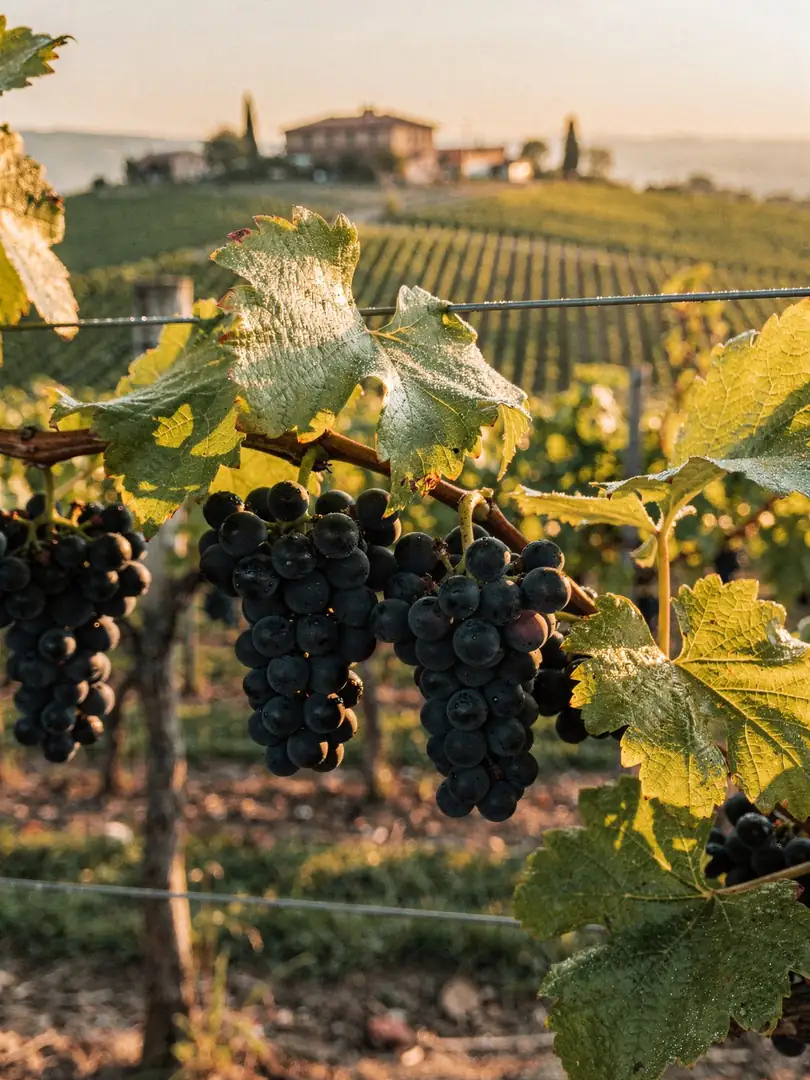 Grape Varieties in the region Oltrepò Pavese