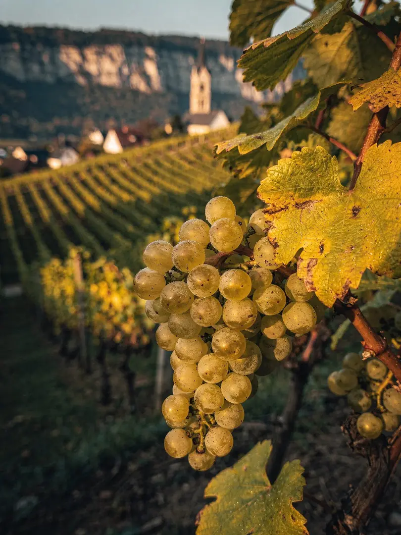 Grape Varieties in the region Pfalz