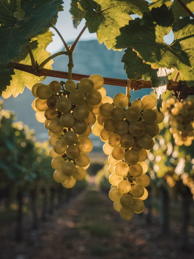 Rebsorten in der Region Stellenbosch & Robertson