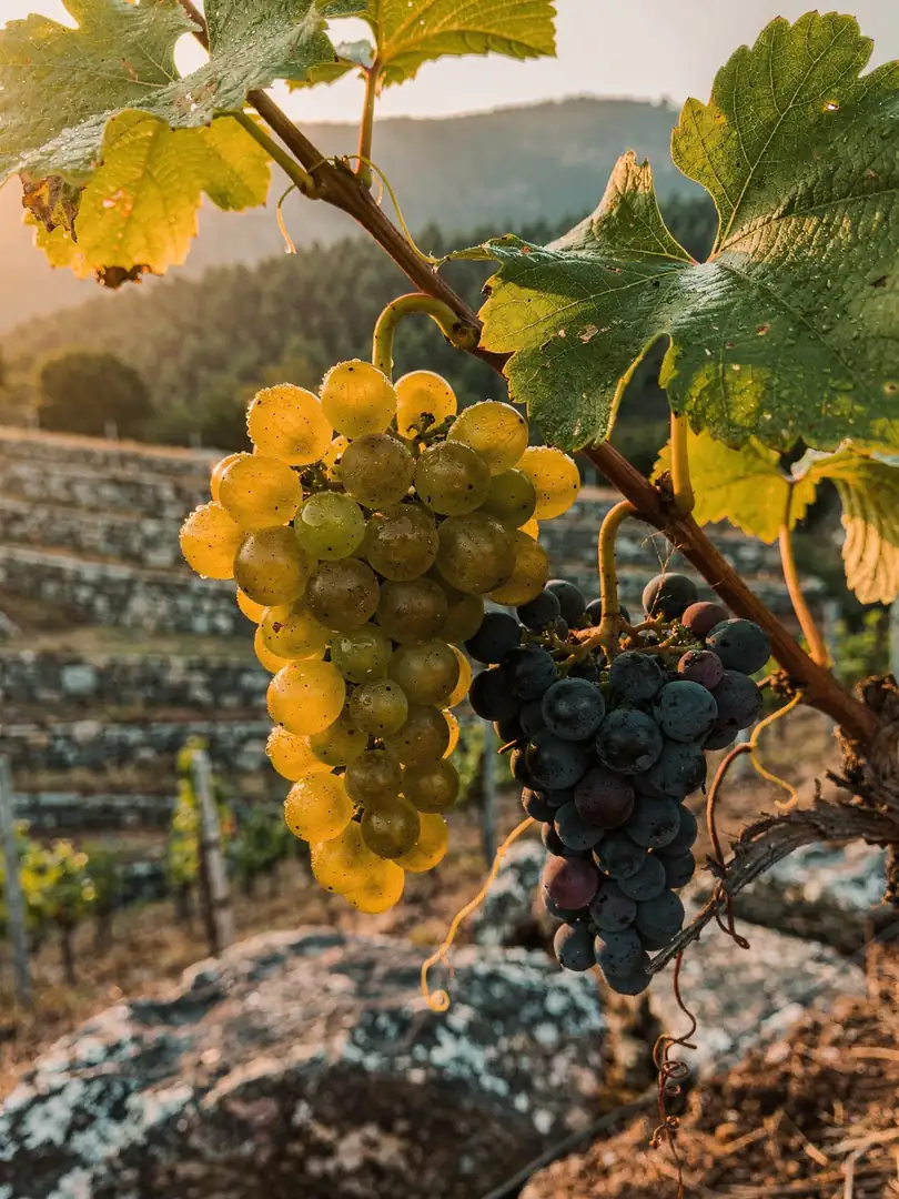 Grape Varieties in the region Távora-Varosa