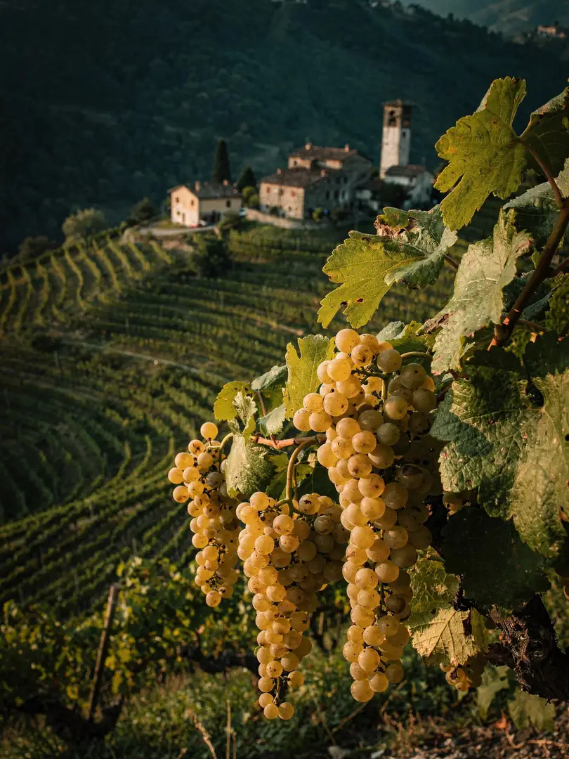 Glera: The Prosecco Grape
