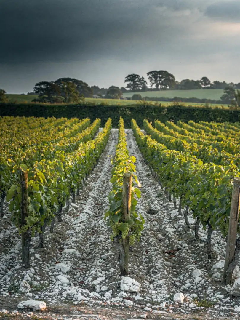 Klimawandel und Schaumwein: Warum England und Tasmanien aufholen