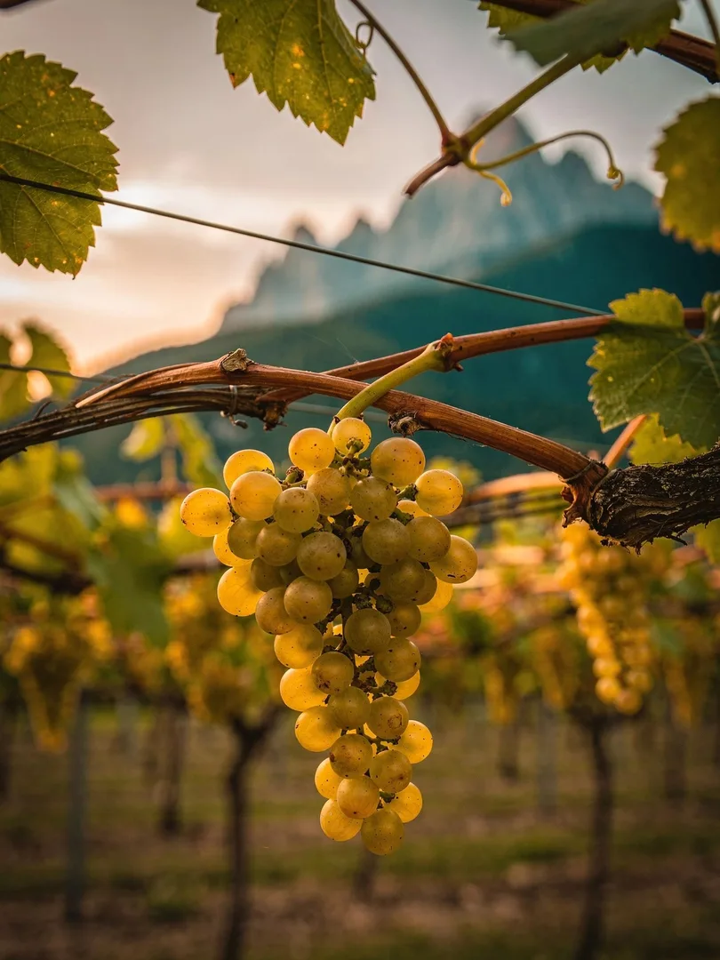 Grape Varieties in the region Trento & Trentodoc