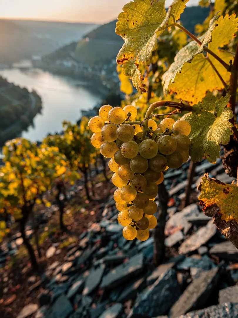 Grape Varieties in the region Trier, Koblenz & Mosel