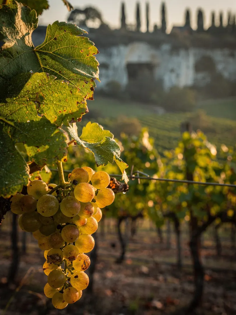 Rebsorten in der Region Vouvray & Montlouis