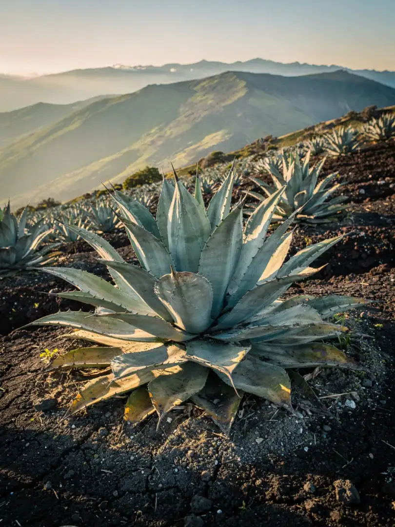 Agave & Boden in der Region Ecuadors Anden