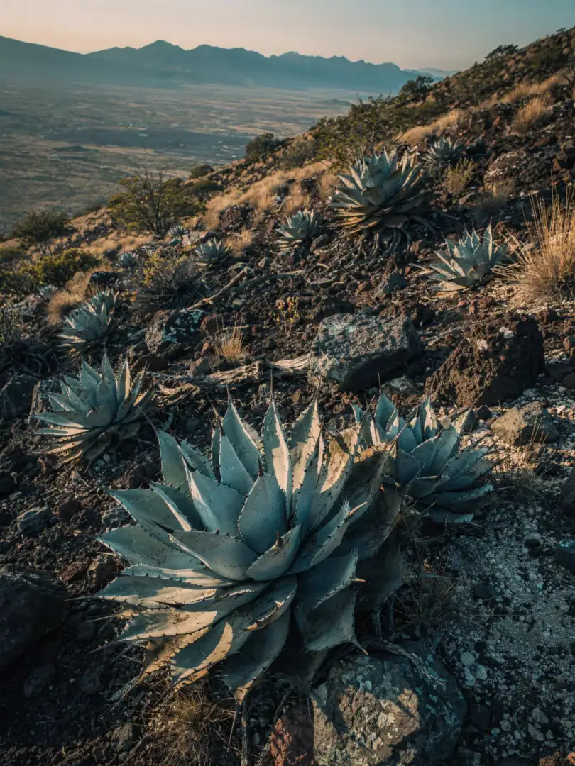 Agave & Boden in der Region Durango