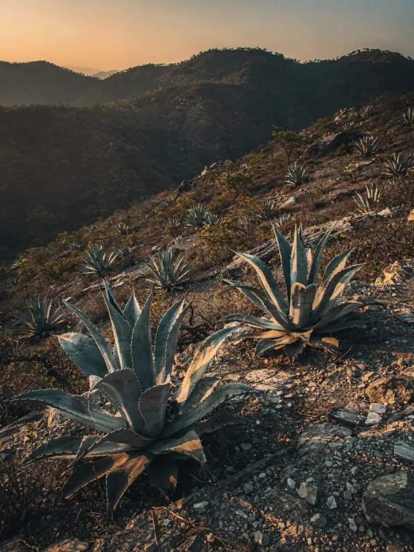 Agave & Boden in der Region Guerrero