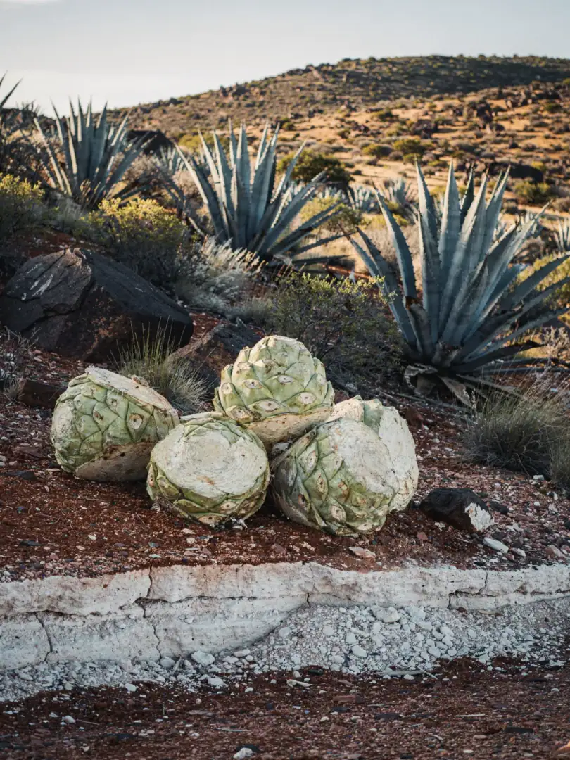 Agave & Boden in der Region Karoo