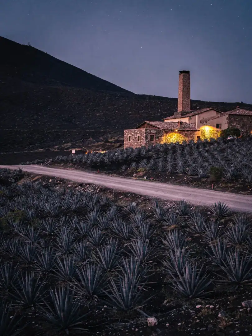 Landschaft der Region Valle de Tequila
