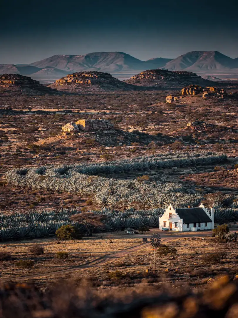 Die trockene Karoo mit Reihen alter Agaven