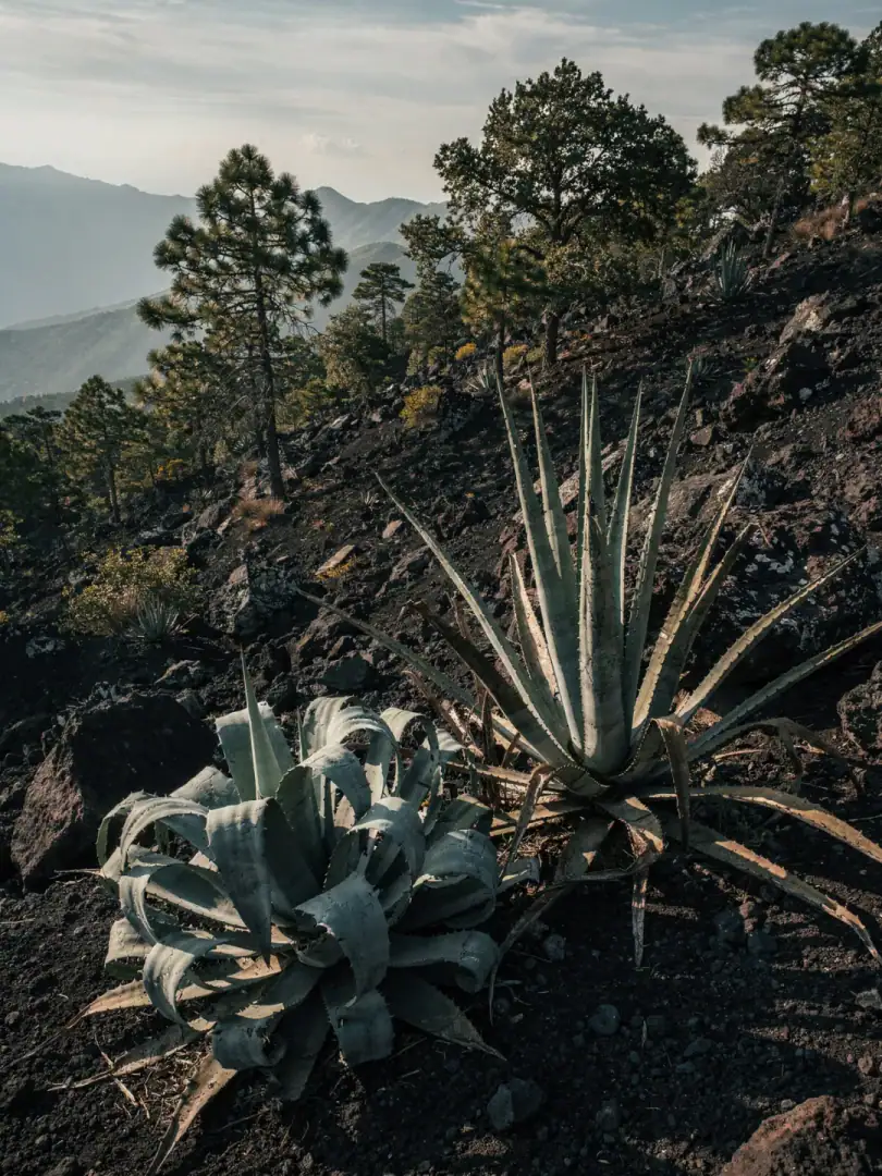 Agave & Boden in der Region Michoacán