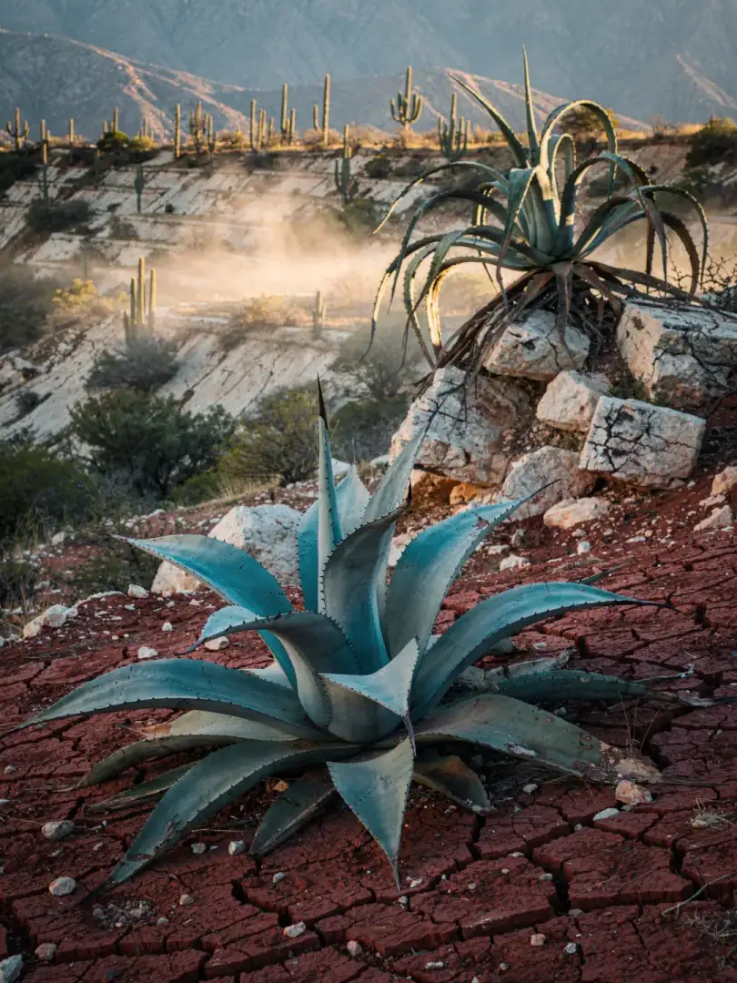 Agave & Boden in der Region Puebla