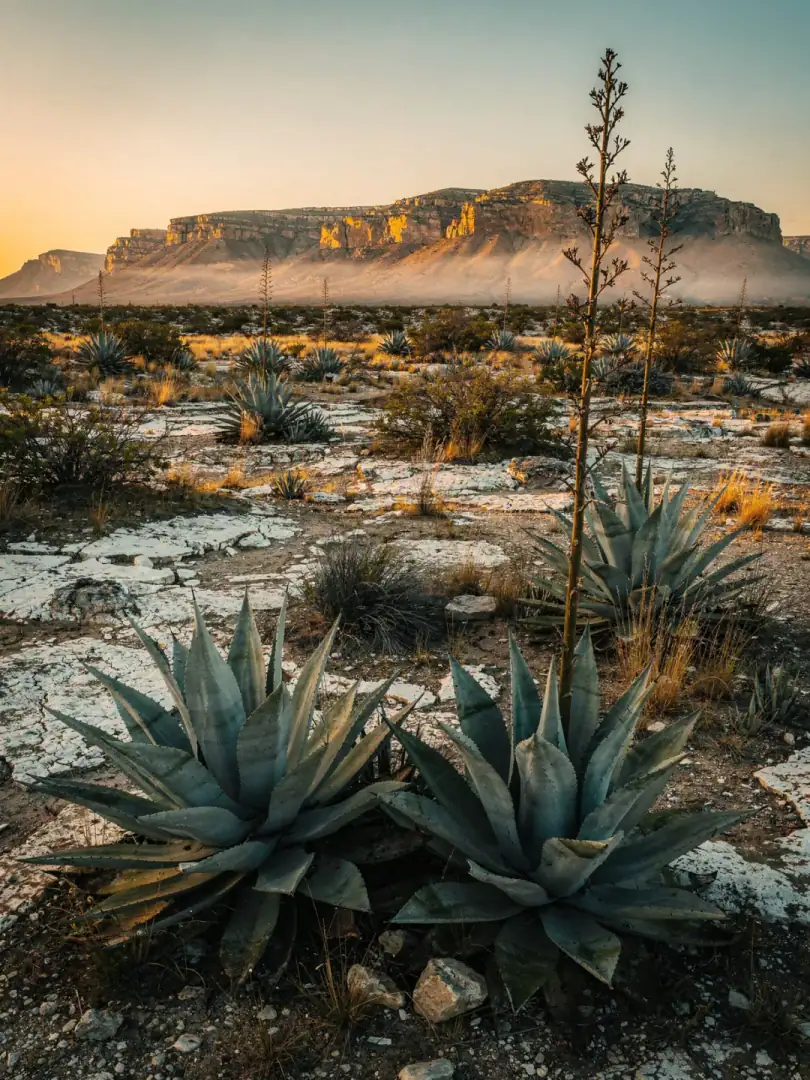 Agave & Boden in der Region San Luis Potosí