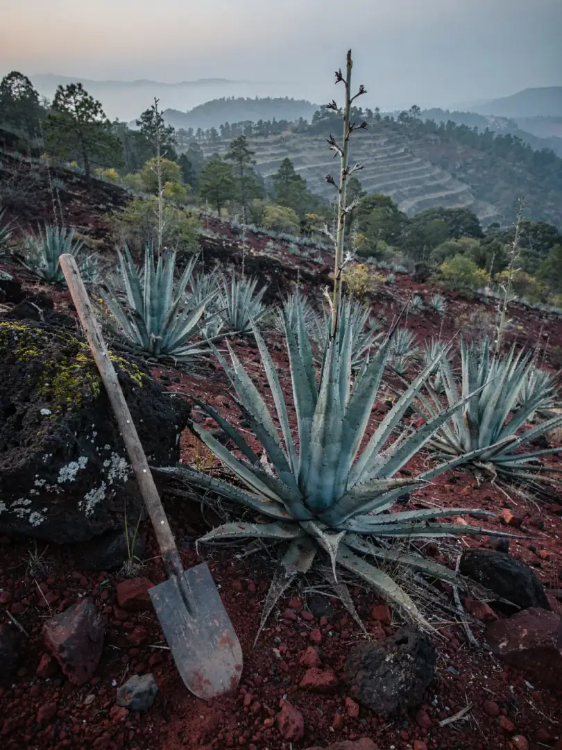 Agave & Boden in der Region Sierra & Costa de Jalisco