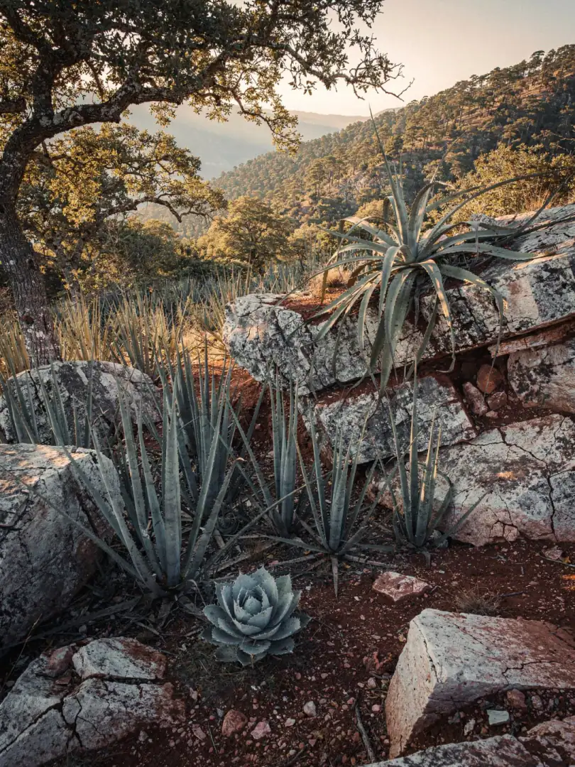 Agave & Soil in the region Sierra Sur de Oaxaca