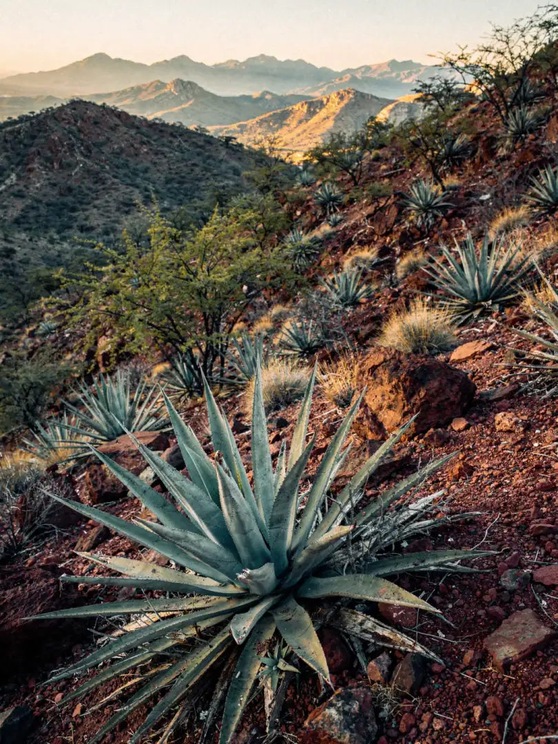 Agave & Boden in der Region Sonora