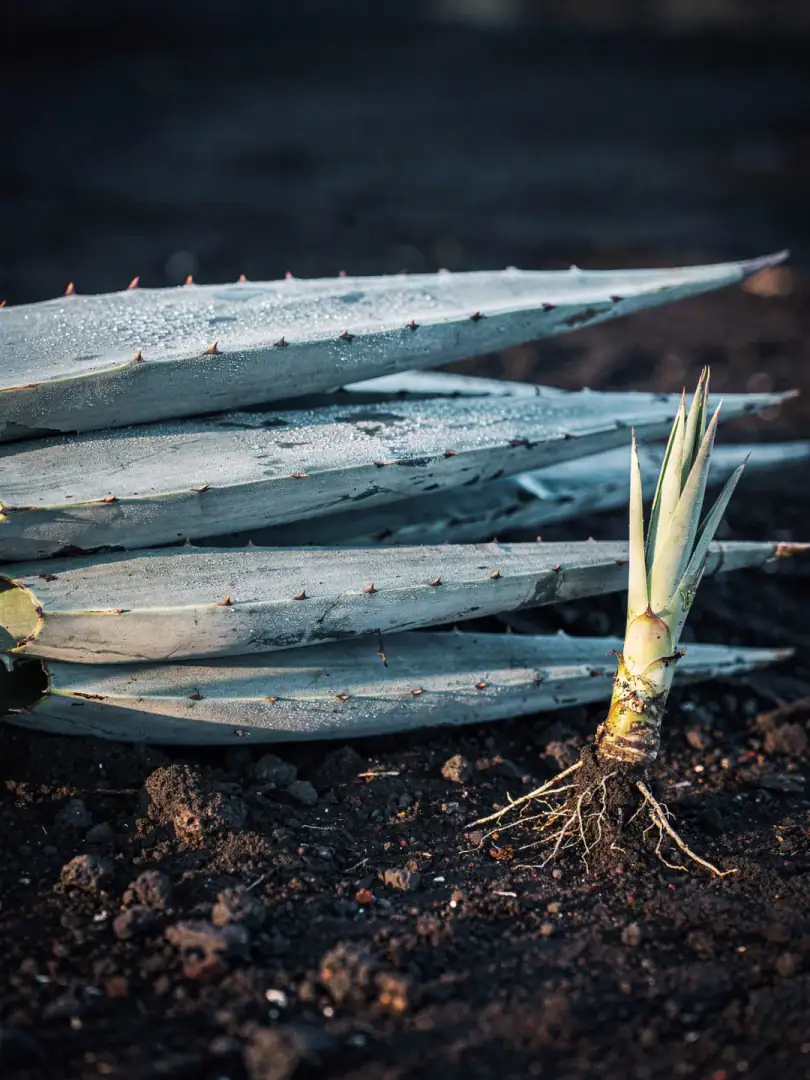 Blaue Weber-Agave