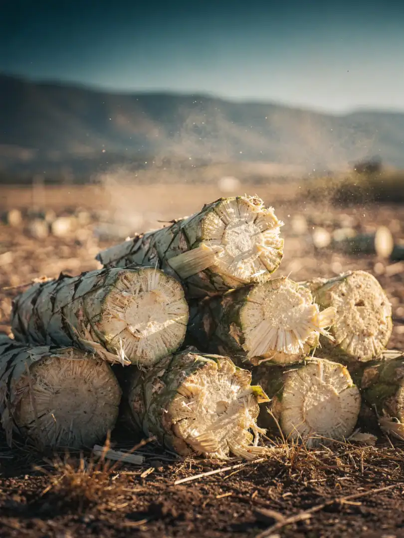 Espadín