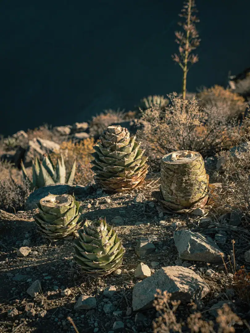 Wild agaves