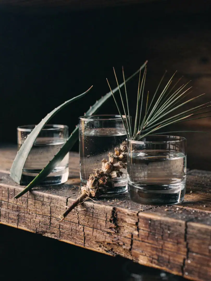 Raicilla, Bacanora, Sotol & Co.