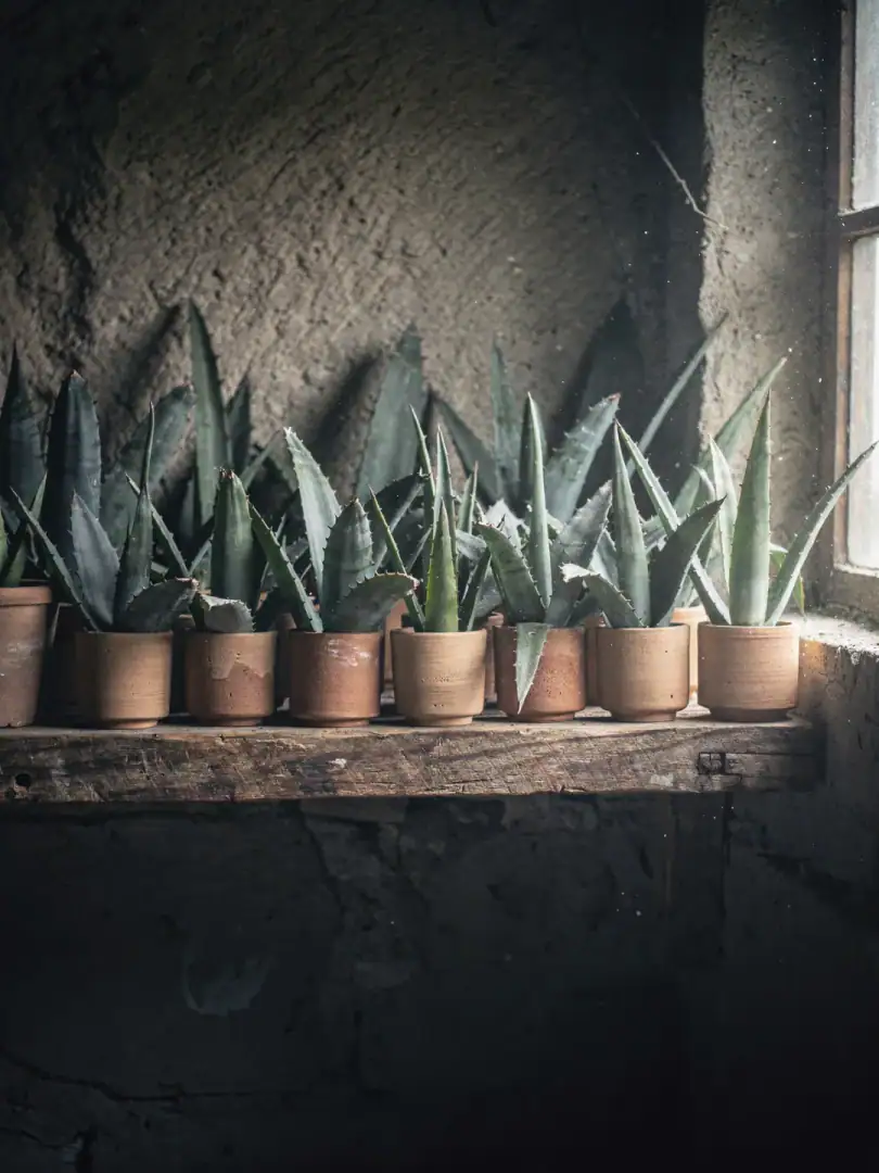 Mezcal: viele Agaven, ein Gebiet