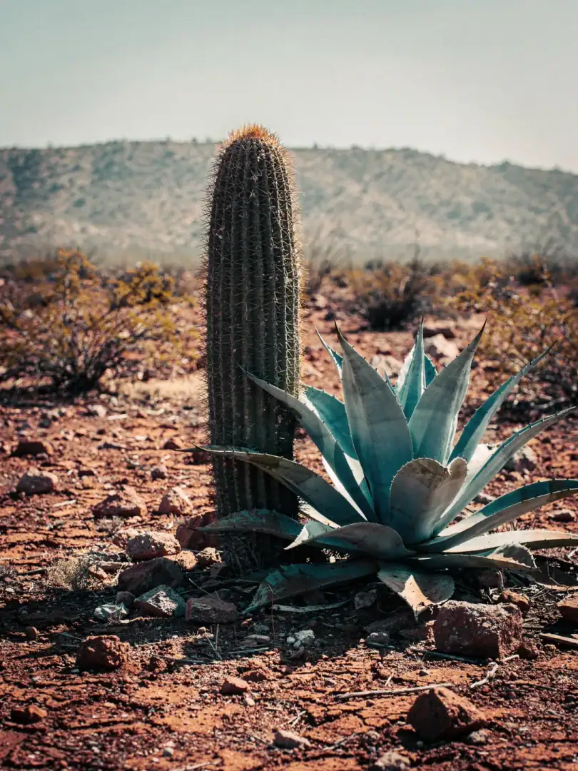 „Tequila wird aus Kaktus gemacht“