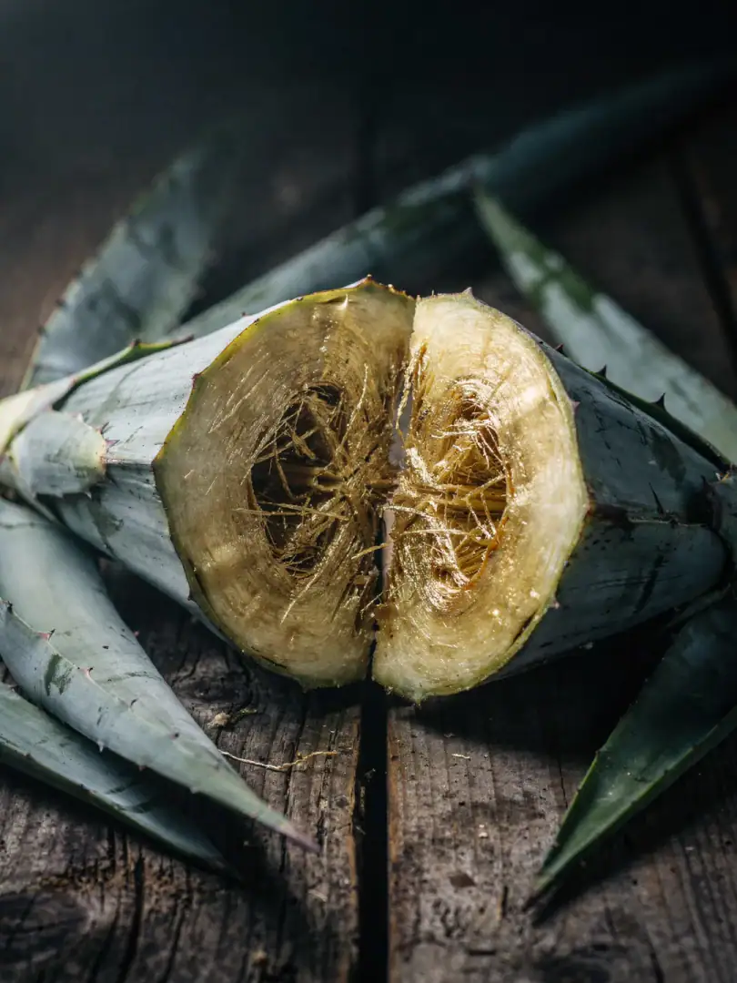 Nur eine einzige Agave